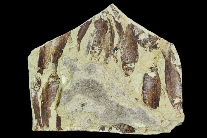 Fossil Fish (Gosiutichthys) Mortality Plate - Lake Gosiute #105409